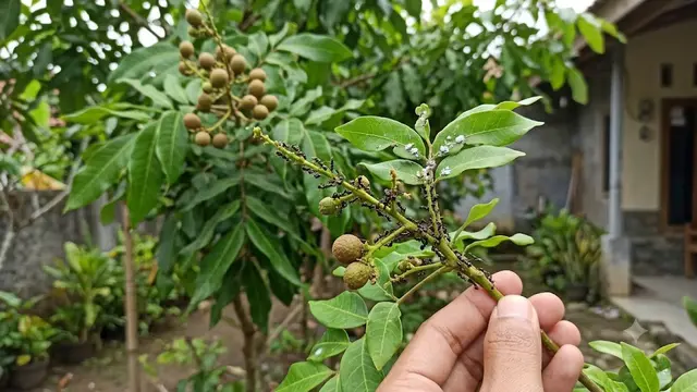 Mengusir Semut dari Tanaman Buah