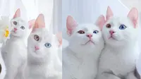 Kucing Menyimpan 7 Rahasia yang Mengejutkan, Apa Saja?