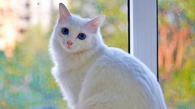 Turkish Angora