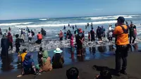Proses evakuasi wisatawan terseret ombak di pantai Mbah Drajid Lumajang (Istimewa)