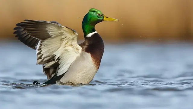 6 Editan Foto Jika Hewan Lain Jadi Burung Ini Kreatif, Unik Banget