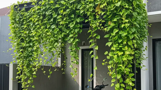 Ide Tanaman Rambat untuk Carport. AI