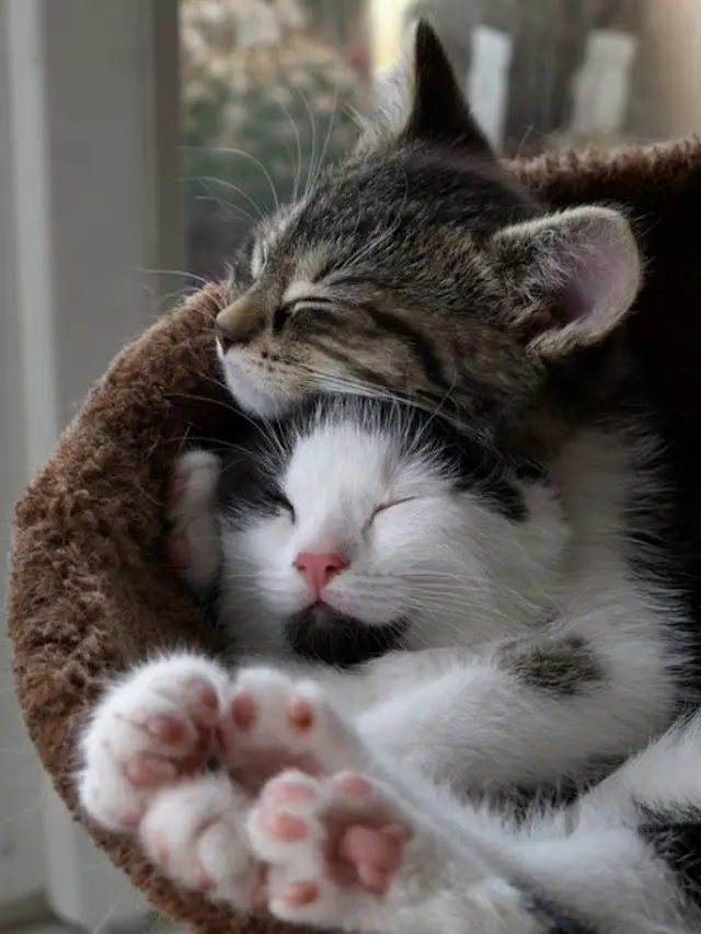 6 Tingkah Kucing Saling Bermesraan Ini Bikin Majikan Senyum