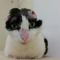Timmy, seekor kucing kampung alami tumor yang bikin ia hidup tanpa kedua telinga.