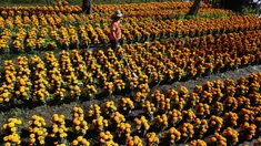 Pekerja menyiram Marigold di sebuah perkebunan di Xochimilco, pinggiran Mexico City, Meksiko, 13 Oktober 2021. Di Meksiko, Marigold juga dikenal sebagai cempasúchil atau bunga kematian dan digunakan pada perayaan Day of the Dead atau Hari Kematian setiap 2 November. (AP Photo/Marco Ugarte)