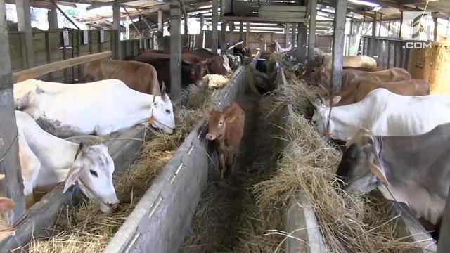 Peternak sapi potong di desa Polosiri, kecamatan Bawen, kabupaten Semarang, Jawa Tengah sejak sebulan mengalami kesulitan mendapatkan rumput segar, sebagai pakan ternak akibat musim kemarau.