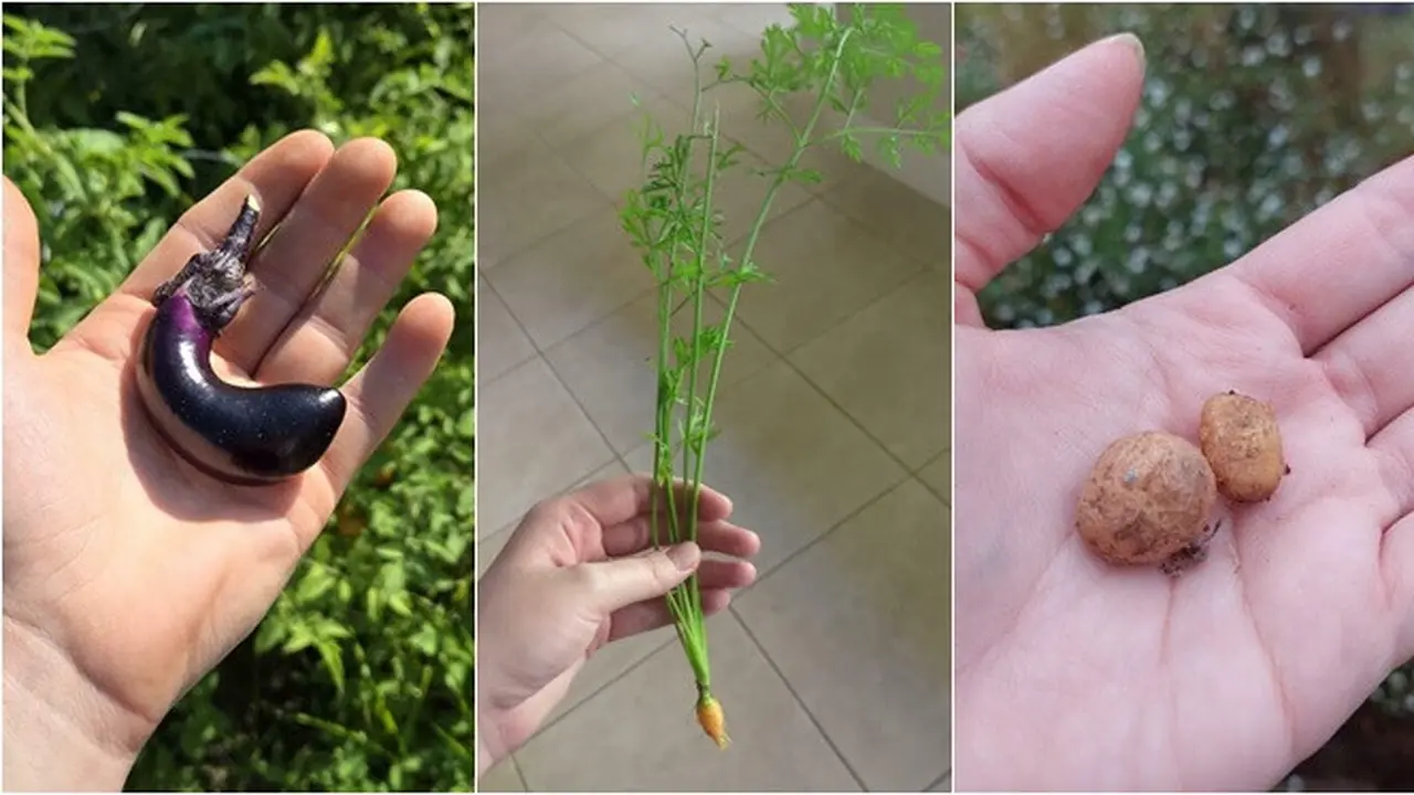 6 Potret Panen Sayur Ukuran Mini Ini Bikin Melongo, Bak Mainan Masak-masakan