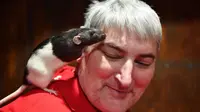 Tikus bernama Charlotte sedang bersandar di wajah pengunjung The Rat Cafe di San Francisco (AFP)