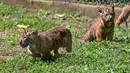 Anak-anak harimau Sumatera (Panthera tigris sumatrae) yang masih berusia sepuluh minggu saat debut mereka di Taman Safari Indonesia II Prigen, Pasuruan, Jawa Timur, Kamis (4/6/2026). (Juni KRISWANTO/AFP)
