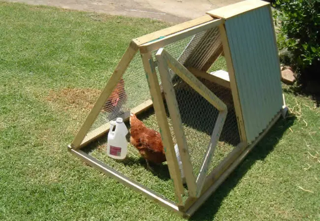 Rentachook di Australia menawarkan jasa layanan penyewaan ayam petelur. (Sumber Rentachook)