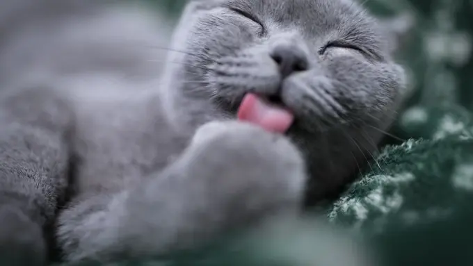 ilustrasi kucing jilat mandi