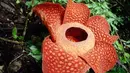 Rafflesia atau bunga padma raksasa merupakan salah satu puspa langka dari tiga bunga nasional Indonesia. Bunga yang menjadi identitas Provinsi Bengkulu ini dapat mengeluarkan bau busuk. (commons.wikimedia.org)