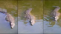 Buaya Nil (Crocodylus niloticus) bertanggung jawab atas kematian ratusan orang di Afrika sub-Sahara (Wikipedia)