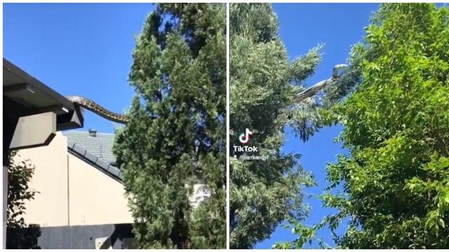 Momen Ular Piton Jumbo Merayap di Atap Rumah ke Pohon Ini Bikin Merinding