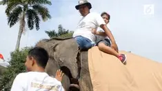 Kedua ekor gajah jinak ini, sengaja didatangkan oleh petugas bksda untuk mengingatkan masyarakat kepada hari konservasi alam nasional dimana BKSDA Riau, mengambil tema selamatkan Gajah Sumatera.