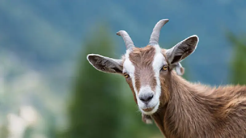 Ilustrasi kambing (iStock)