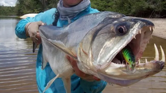 Ikan-ikan Ini Paling Berbahaya di Dunia