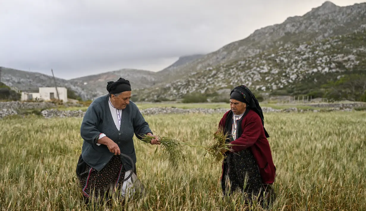 Peran perempuan di Olympos semakin diperkuat pada tahun 1950-an ketika para pria desa mulai beremigrasi untuk bekerja - terutama ke Amerika Serikat dan negara-negara Eropa - meninggalkan istri dan anak perempuan mereka untuk mengurus keluarga dan pertanian mereka sendiri. (Louisa GOULIAMAKI / AFP)
