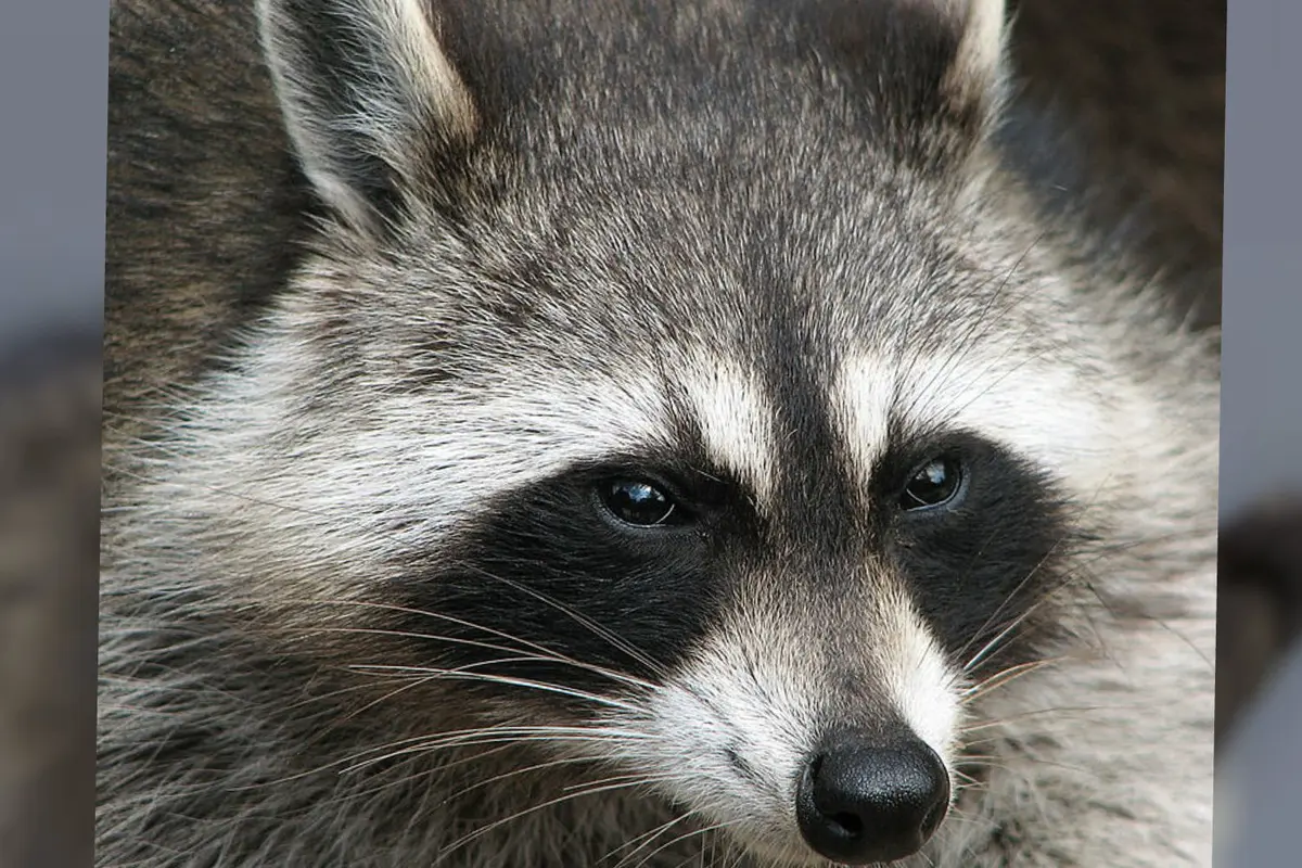 Rakun (Procyon lotor)