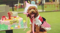 Momen Yeppo berpose di depan kue ulang tahunnya. Gemas banget ya! Yeppo sendiri adalah nama yang diberikan oleh Feli. Dalam bahasa Korea, Yeppo berarti cantik. Setuju kan kalau Yeppo anjing yang cantik? (Liputan6.com/IG/hellooyeppo)