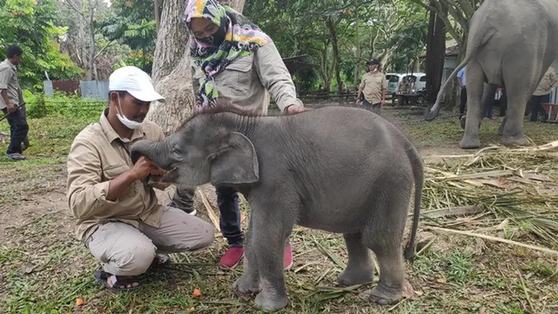 Gajah Rizky saat diberikan makan buah oleh mahot di PLG Minas.