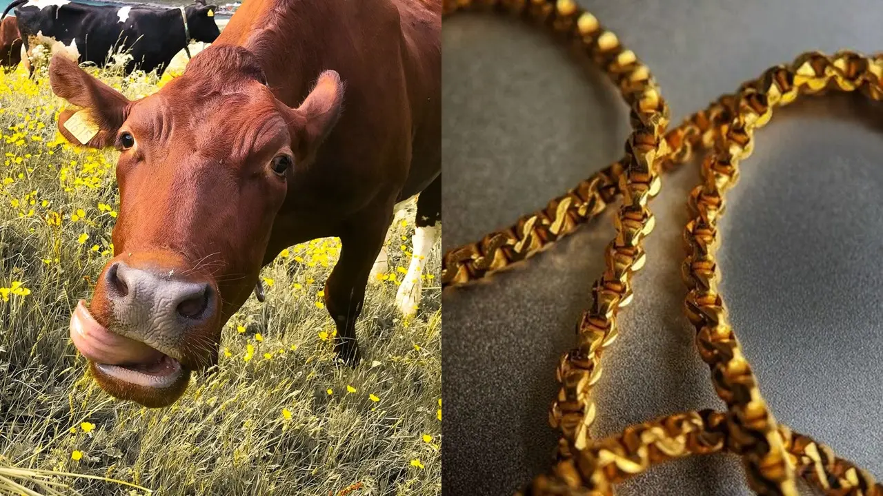 Sapi Menelan Emas 20 Gram