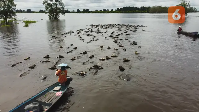 Kerbau Berenang