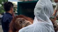 Temuan orangutan sumatera di rumah Bupati Langkat non aktif