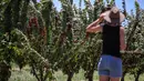 Seorang wanita mengamati pohon ceri di sebuah kebun buah di Young, Negara Bagian New South Wales, Australia, 12 Desember 2020. Kota Young setiap tahunnya menghasilkan salah satu ceri berkualitas terbaik di dunia. (Xinhua/Bai Xuefei)