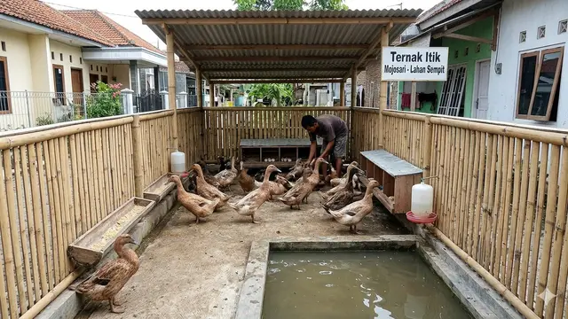 Cara Ternak Itik Mojosari di Lahan Sempit. AI