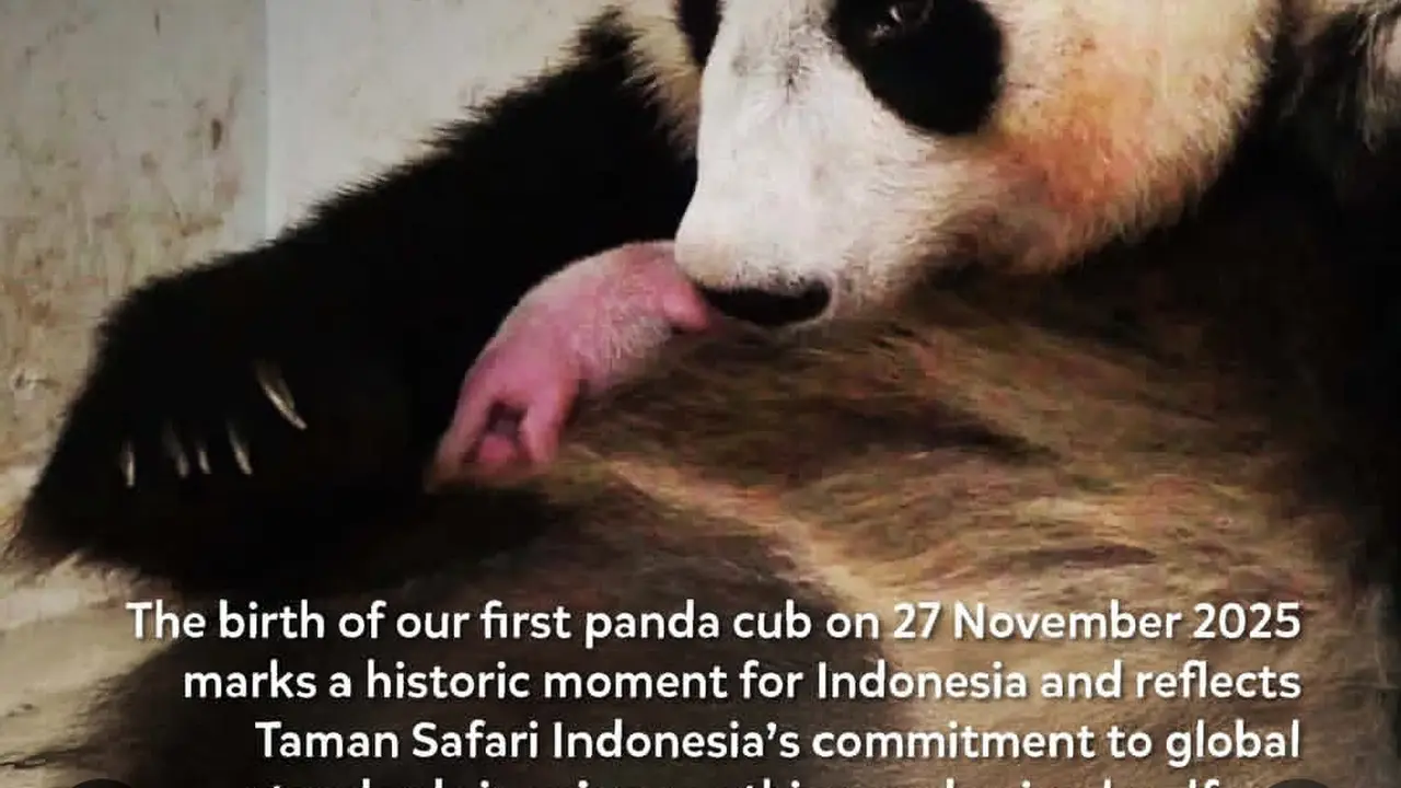 Satrio Wiratama alias Rio, bayi Giant Panda pertama yang lahir di Indonesia pada 27 November 2025.