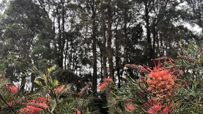 Bunga liar di Hutan Grove, Australia Barat (Liputan6.com/Shinta NM Sinaga)