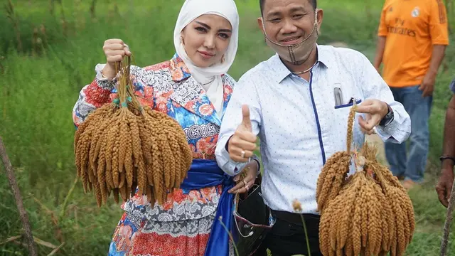 7 Gaya Bella Shofie Panen Padi Hotong di Pulau Buru Ini Jadi Sorotan