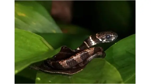 5 Hewan Ini Punya Selera Makan Unik di Alam, Ada Luwak Pemakan Ular Kobra