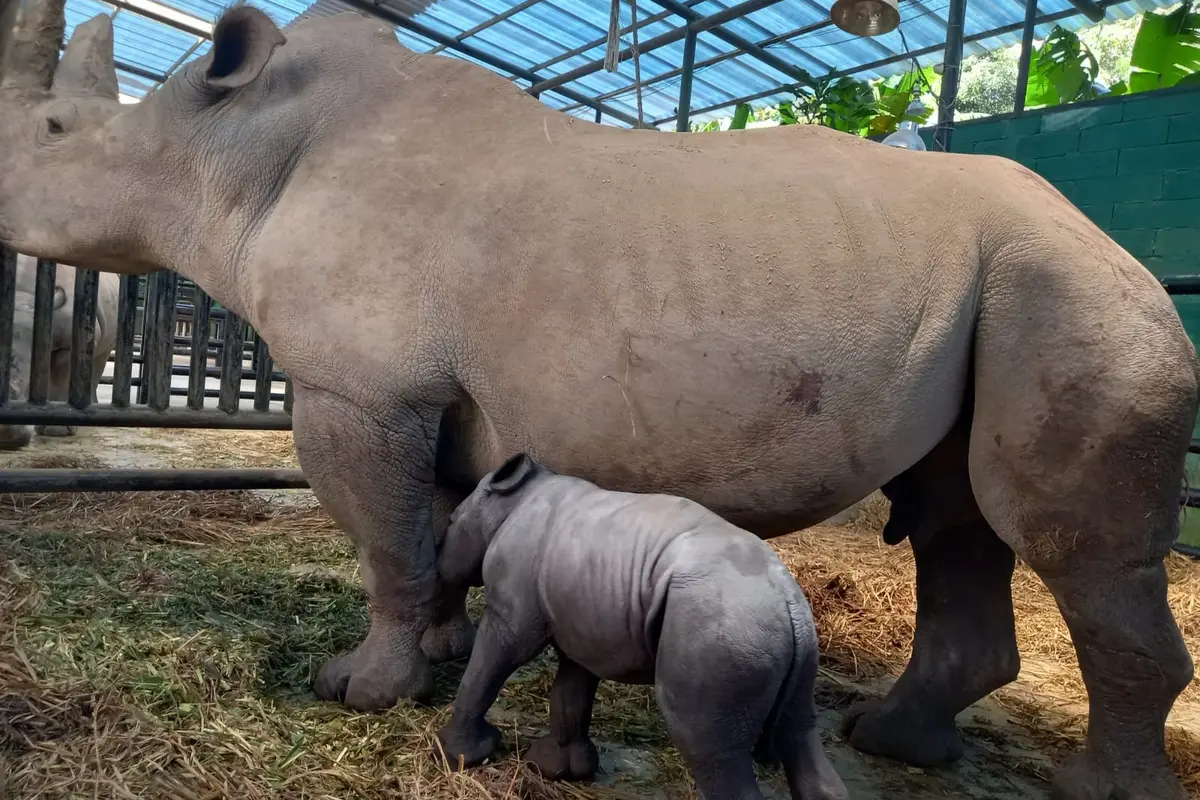 Badak Putih Afrika melahirkan anak pada Jumat (7/4/2023) sekitar pukul 19.59 WIB di Taman Safari Bogor. (