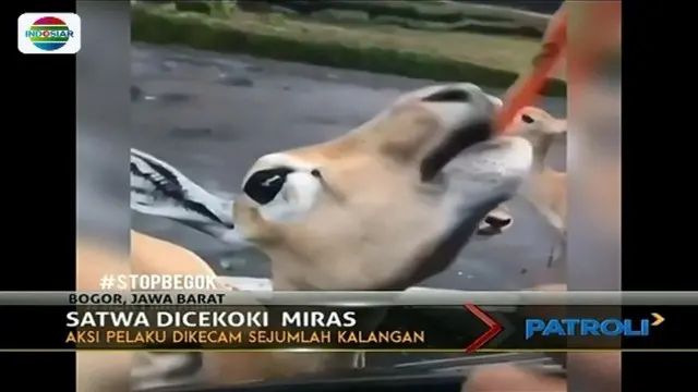 Pihak Taman Safari Indonesia, Kamis sore (16/11) melaporkan dua orang pelaku yang mencekoki satwa dengan miras ke polisi.