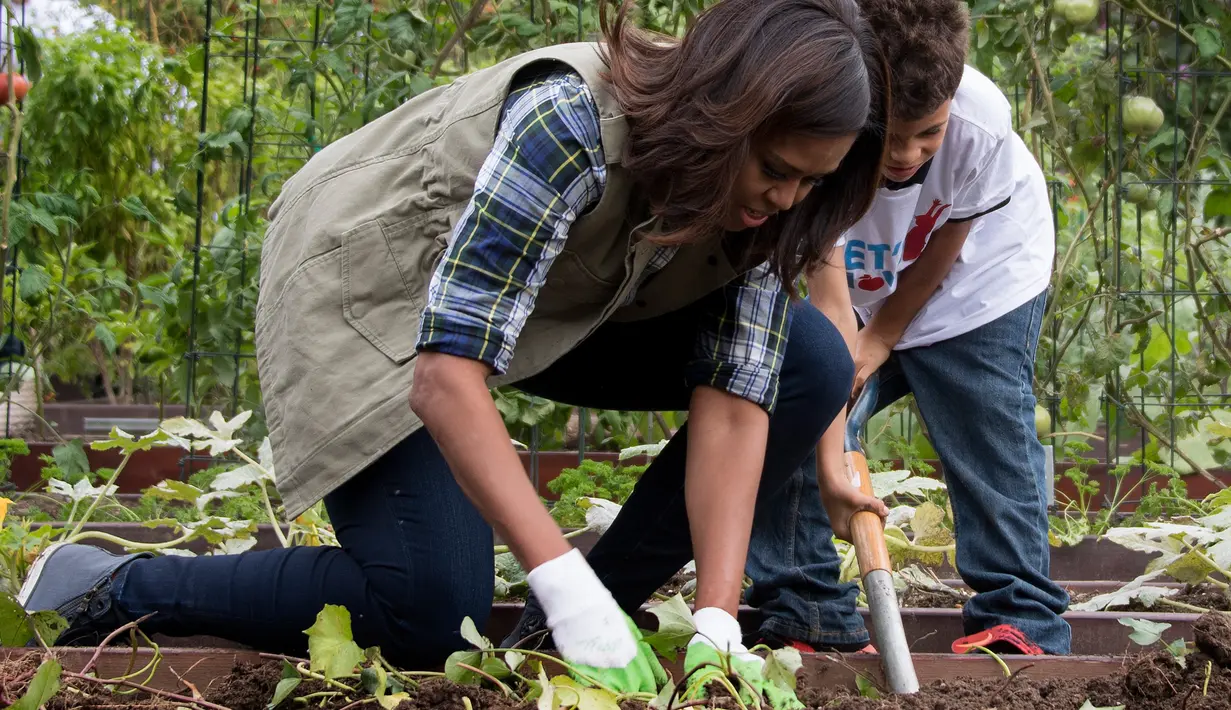 Ibu negara AS Michelle Obama bersama anak sekolah terlihat serius mengambil ubi jalar saat acara memanen ubi jalar di kebun Gedung Putih, Washington, (6/10). (AFP Photo/Jim Watson)