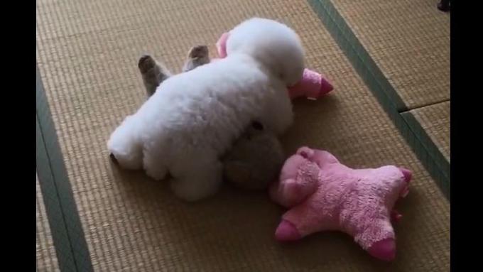 Lucu! Anjing Ini Pandai Menyamar Jadi Boneka - Lifestyle ...