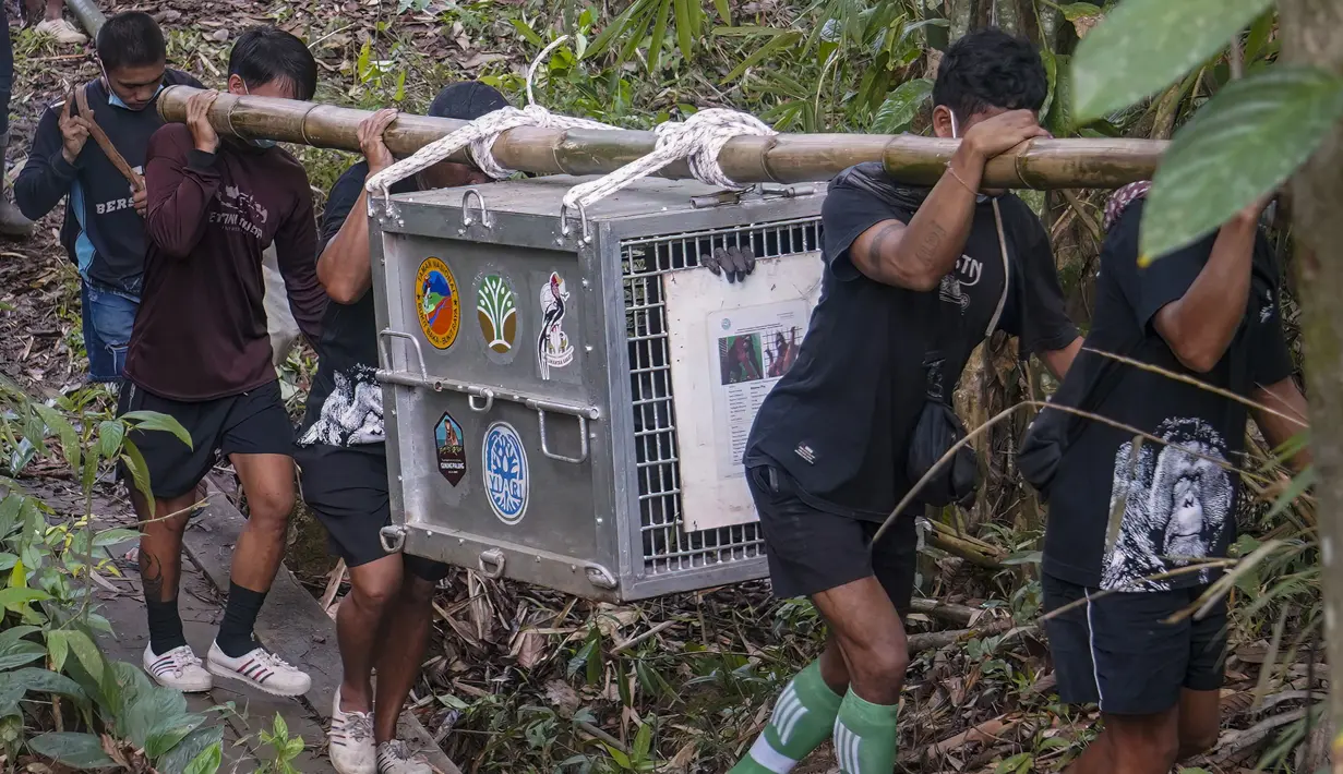 Tim konservasi bersama warga setempat membawa kandang transportasi berisi orangutan yang telah menjalani rehabilitasi di dekat Desa Batu Lapis, Kabupaten Ketapang, Kalimantan Barat, Kamis (29/10/2026). Sebanyak sembilan orangutan berhasil diselamatkan dari kebakaran hutan yang melanda habitat mereka di wilayah Ketapang pada Agustus dan September 2026. Setelah menjalani proses rehabilitasi, orangutan tersebut secara bertahap dilepasliarkan kembali ke habitat alaminya. Salah satunya adalah seekor induk orangutan bersama anaknya yang langsung memanjat pepohonan dan menghilang di antara rimbunnya kanopi hutan setelah kandang dibuka. (Ilham Pratama/AFP)