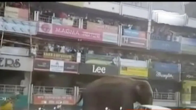 VIDEO: Gajah Liar Rusak Permukiman Warga di India