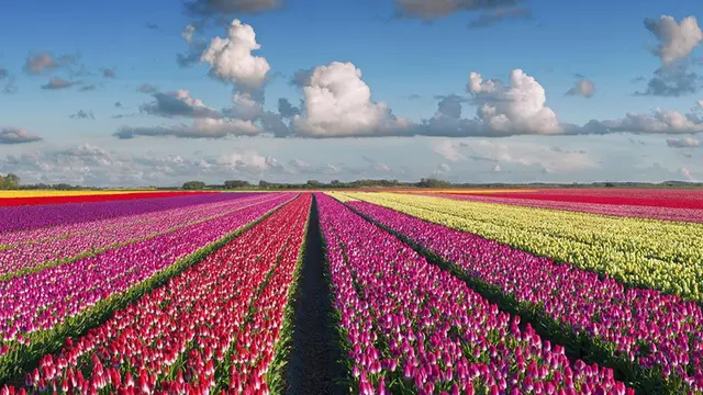Taman bunga di Amsterdam, Belanda.