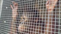 Orangutan saat dilakukan karantina oleh Balai Konservasi Sumber Daya Alam (BKSDA) Wilayah II Gorontalo (Arfandi/Liputan6.com)