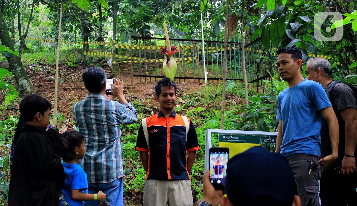 Wisatawan mengantre berfoto dengan Bunga Bangkai di Kebun Raya Bogor, Minggu (5/1/2020). Hari terakhir liburan sekolah, Kebun Raya Bogor menjadi tujuan wisata favorit bagi warga. Salah satu objek yang paling menarik di sana adalah Bunga Bangkai. (Merdeka.com/Fotografer Magang: Muhammad Fayyadh)