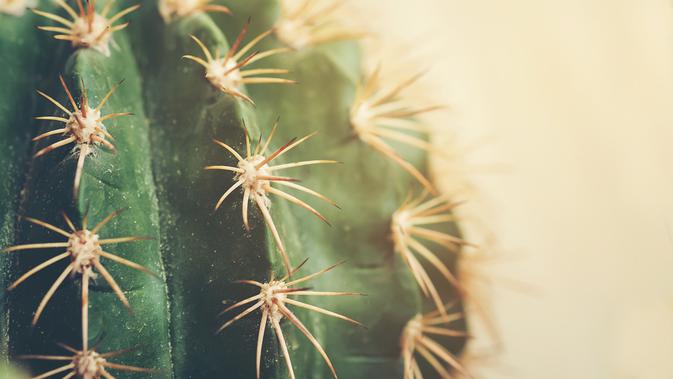 Areoles pada Kaktus (sumber: iStockphoto)