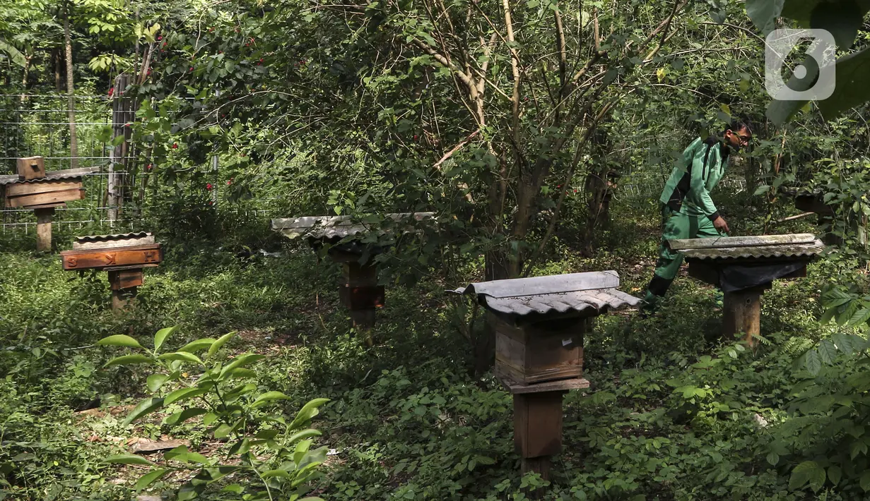 Petugas Kelompok Tani Hutan Lestari memeriksa sarang lebah trigona di Hutan Kota Srengseng, Jakarta Barat, Sabtu (30/7/2022). Dinas Pertamanan dan Hutan Kota DKI Jakarta membudidayakan lebah trigona yang hasil produksinya dijual seharga Rp 125.000 per 300 mili liter dan menjadi salah satu wisata alternatif di Jakarta. (Liputan6.com/Johan Tallo)