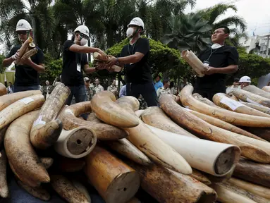 Petugas memegang gading gajah sitaan di Departemen Taman Nasional, Margasatwa dan Konservasi Tanaman, Bangkok, Thailand, Rabu (26/8/2015). Sekitar dua gading gajah dihancurkan dengan cara dibakar . (REUTERS/Chaiwat Subprasom)