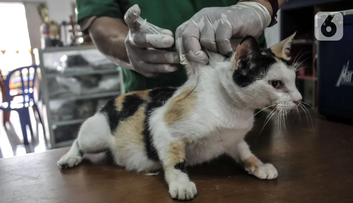 Tim paramedis Suku Dinas Ketahanan Pangan, Kelautan, dan Pertanian Jakarta Timur menyuntikkan vaksin rabies kepada kucing di Kantor RW 07 Cipinang Muara, Jatinegara, Jakarta, Senin (6/9/2021). Vaksinasi ini dilakukan kepada hewan peliharaan seperti anjing dan kucing. (merdeka.com/Iqbal S.Nugroho)
