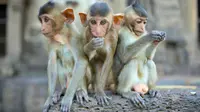 Karena kesulitan meneliti autisme pada tikus percobaan, sejumlah ilmuwan 'menciptakan' monyet autistik untuk mempermudah penelitian.