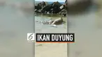 Warga Papua Barat temukan dua bangkai ikan duyung yang terdampar di Pantai Abasi. Belum diketahui apa penyebab ikan duyung mati.