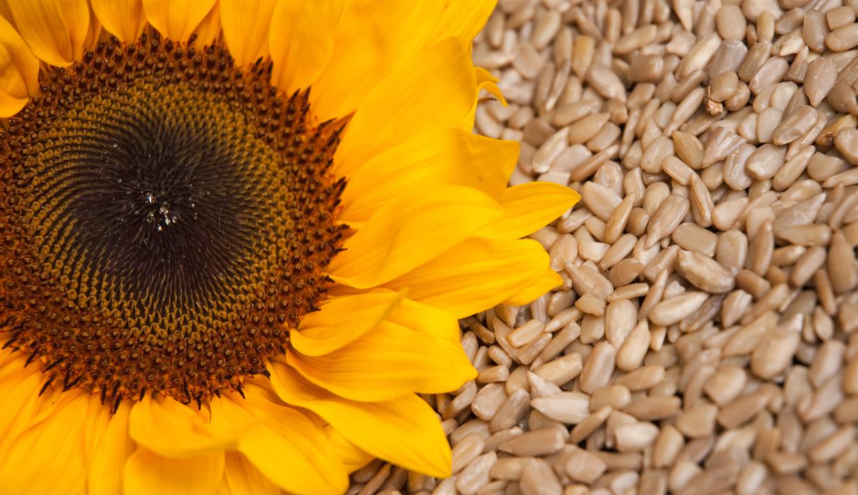 Manfaat yang terkandung pada biji-bijjian yang Anda komsumsi, seperti biji bunga matahari atau biji wijen, tidak hanya dapat memenuhi karbohidrat dalam tubuh, melainkan pula kaya akan kandungan kalsium dan zat besi. (Istimewa)